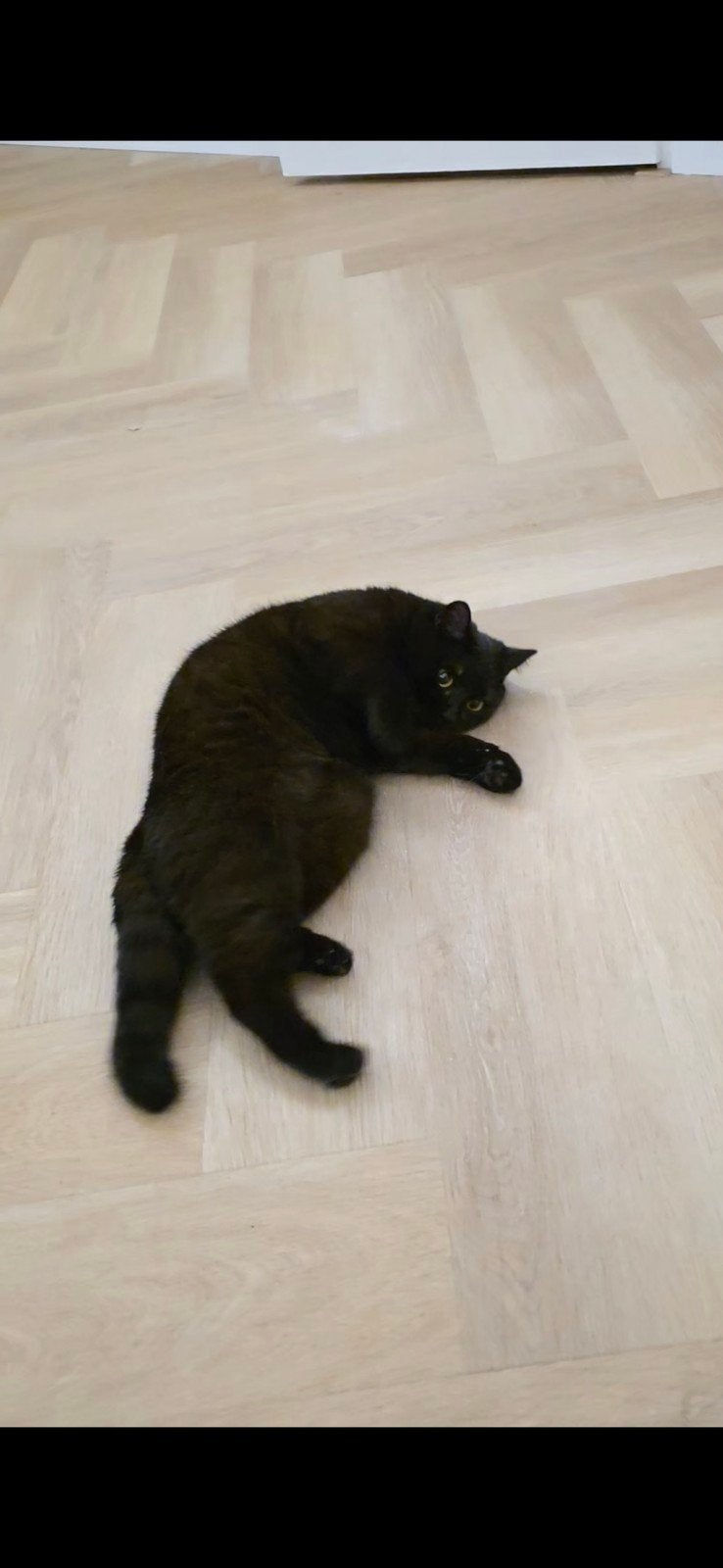 Britse korthaar, Dieren en Toebehoren, Katten en Kittens | Raskatten | Korthaar