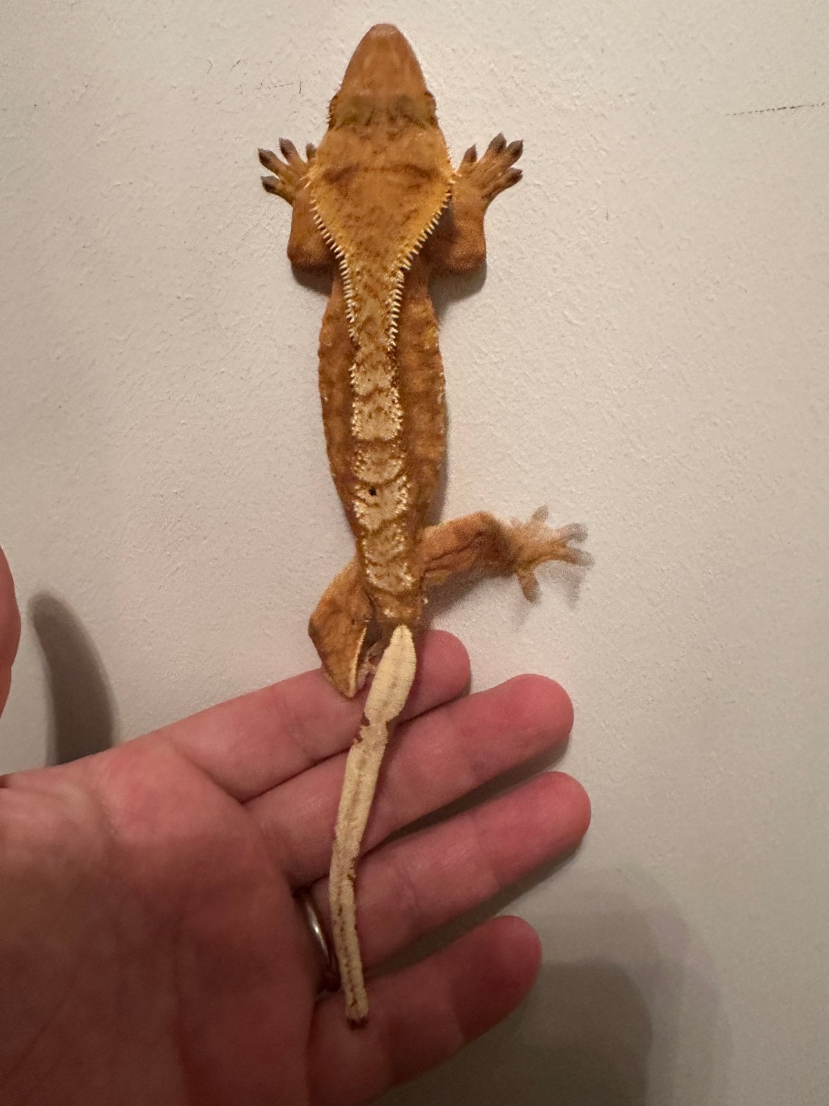 Wimpergekko gekko volwassen vrouw 2,5 jaar, Dieren en Toebehoren, Reptielen en Amfibieën, Hagedis, 3 tot 6 jaar