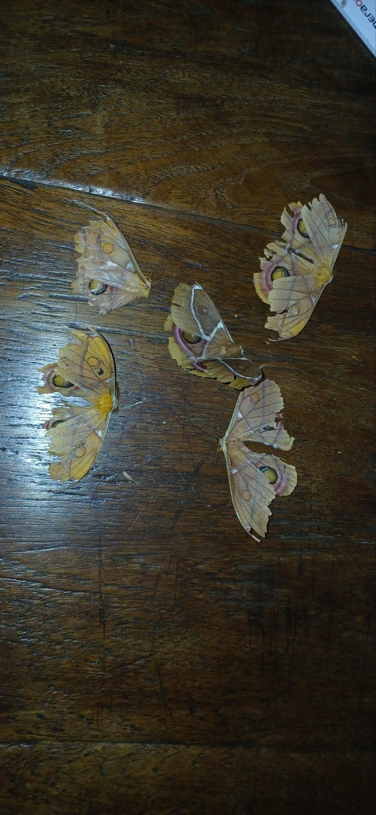 Anithera suraka vlinders (ongeprepareerd)