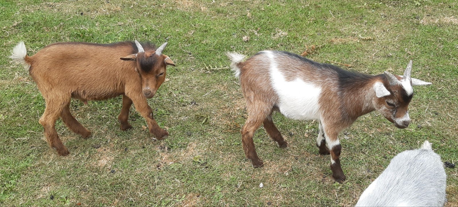 Twee jonge geitenbokjes, Dieren en Toebehoren, Mannelijk, Geit, 0 tot 2 jaar