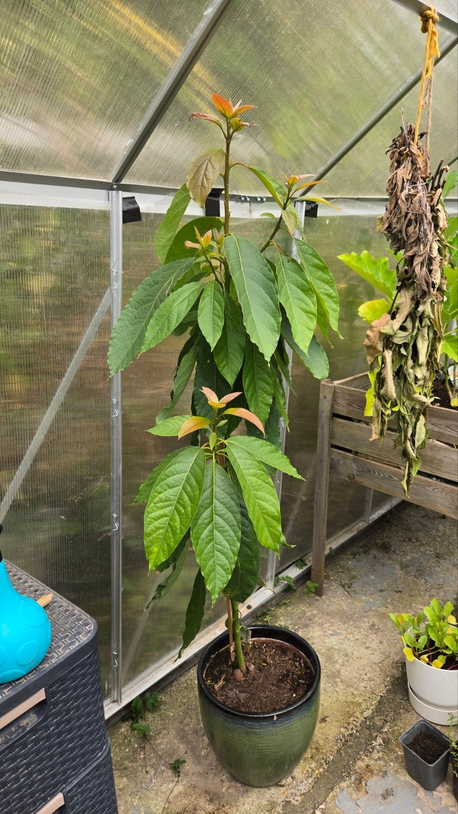Avocadoplant 2 jaar oud. 1.20 meter hoog, Volle zon, Bloeit niet, 100 tot 250 cm, Overige soorten