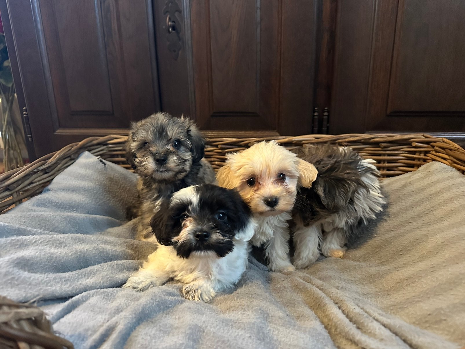 Boomer X shih tzu pups te koop., Overige rassen, 8 tot 15 weken, Meerdere, Meerdere dieren