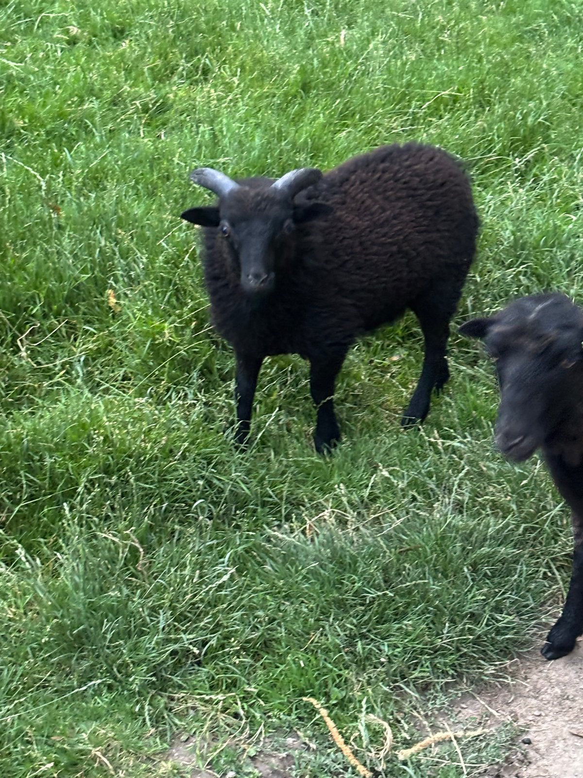 Quasant rammetje, Dieren en Toebehoren, Mannelijk, Schaap