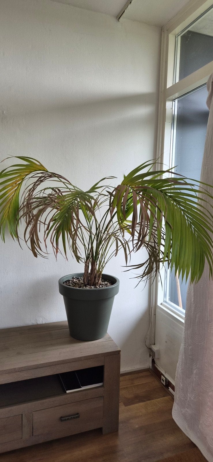Grote kamerplant in pot, Tuin en Terras, Planten | Tuinplanten, Vaste plant, Bloeit niet, Halfschaduw, Ophalen