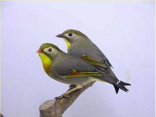 3 koppels Japanse Nachtegalen, Meerdere dieren, Wildzangvogel