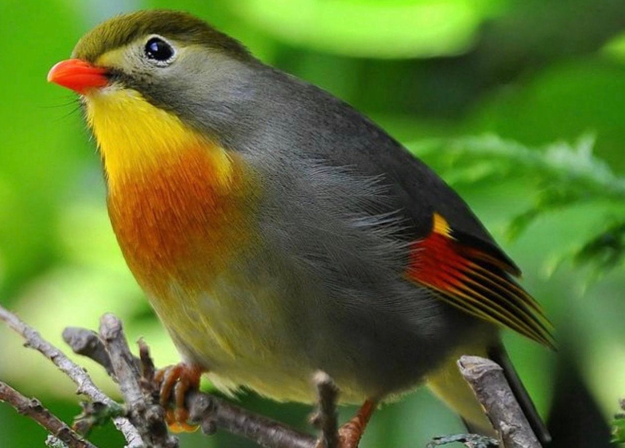 Te koop pop Japanse nachtegaal, Dieren en Toebehoren, Vrouwelijk