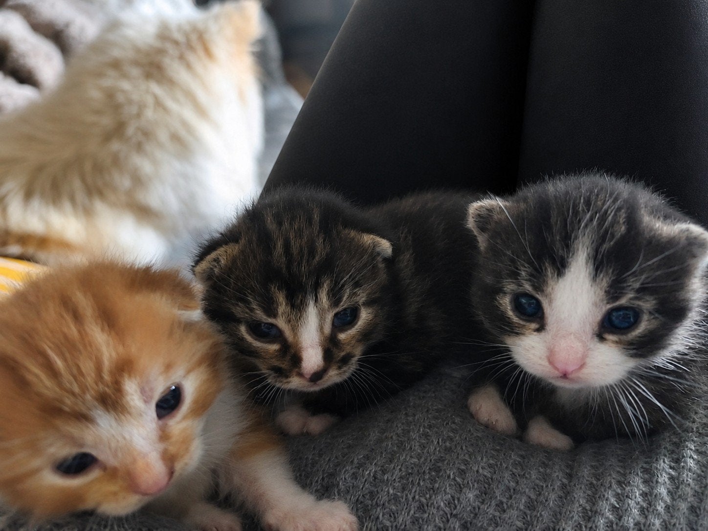 Kittens