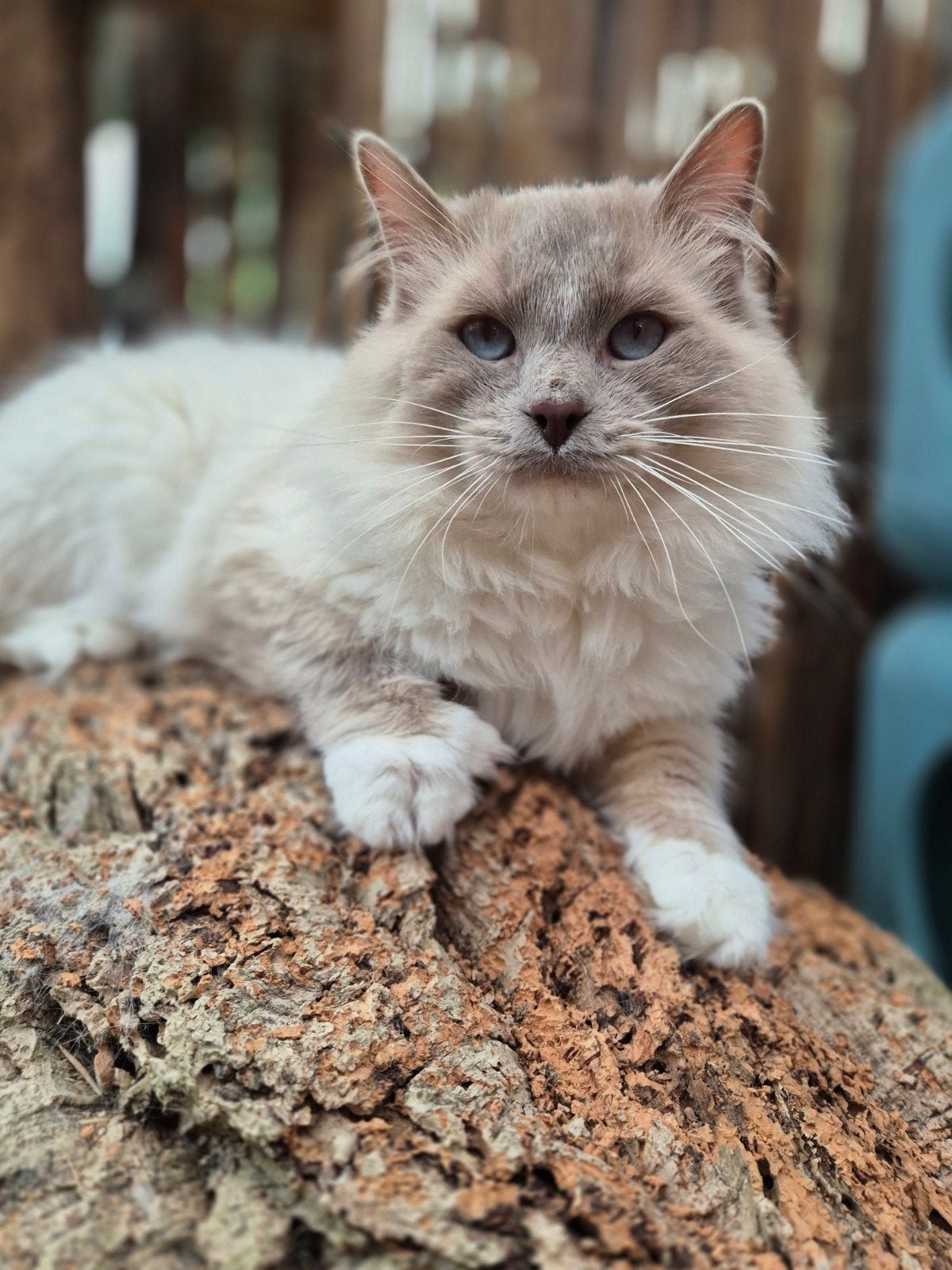 Ragdoll kater lilacpoint mitted 2 jaar, recent gecastreerd, Dieren en Toebehoren, Katten en Kittens | Raskatten | Langhaar, Kater