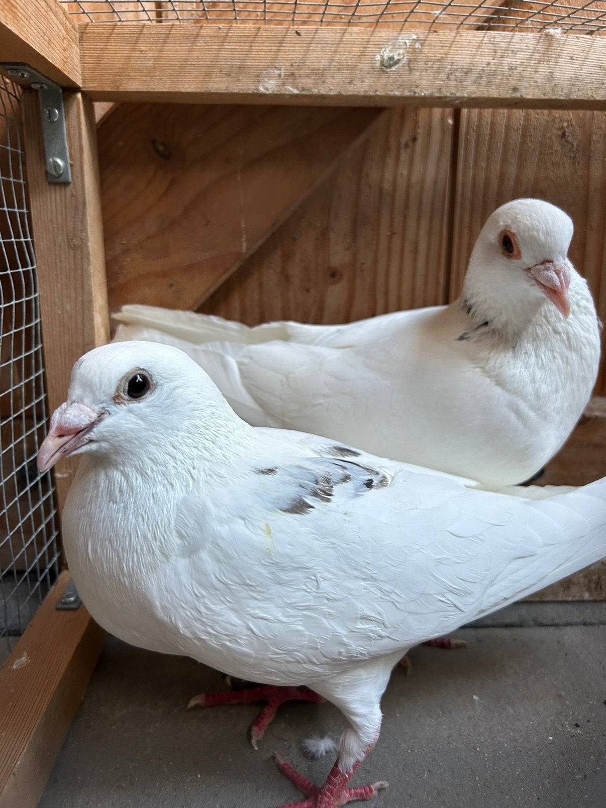 Koppel postduiven te koop Witte postduiven / bonte postduif, Meerdere dieren, Postduif