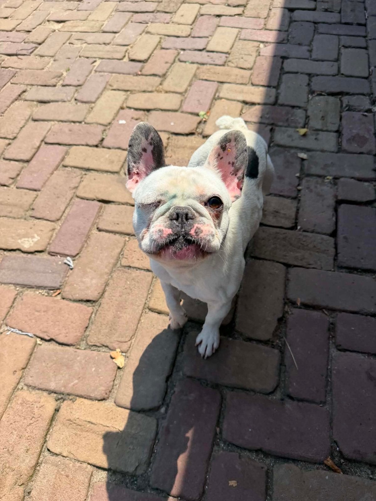 Frenkie, franse bull reu gecastreerd 2 jaar, Dieren en Toebehoren, Honden | Bulldogs, Pinschers en Molossers, Particulier, Reu
