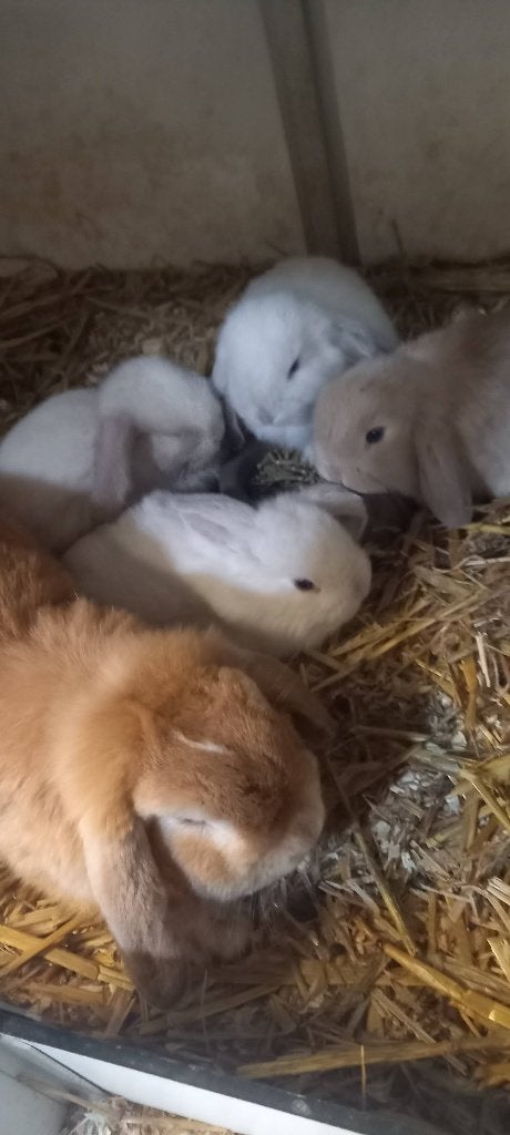 Jonge minilop s x dwerg hangoortjes, Dieren en Toebehoren, Meerdere dieren, Dwerg, Hangoor, 0 tot 2 jaar