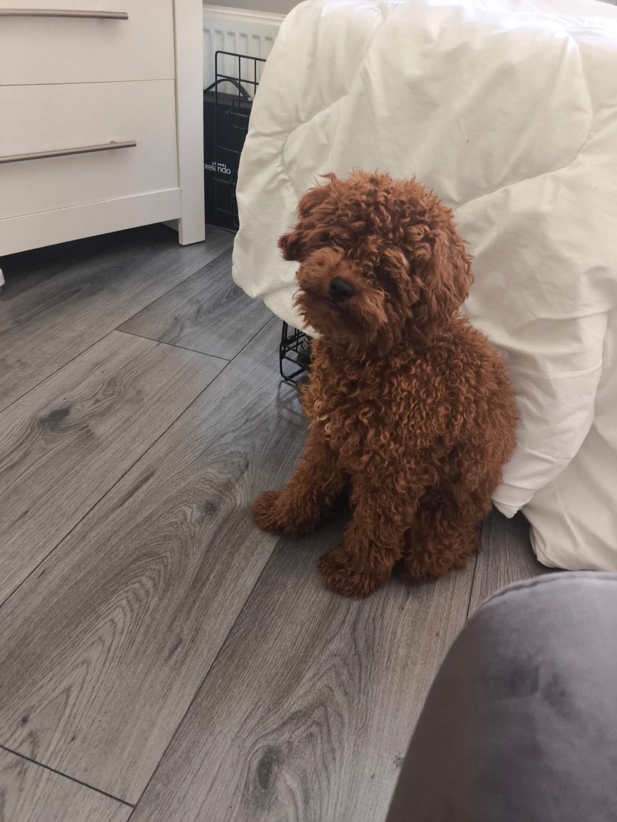 Toy Poodle, Poedel, 15 weken tot 1 jaar, Reu, CDV (hondenziekte)