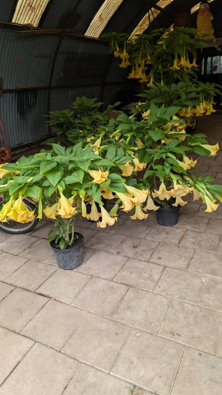 Brugmansia stekken geel, Ophalen