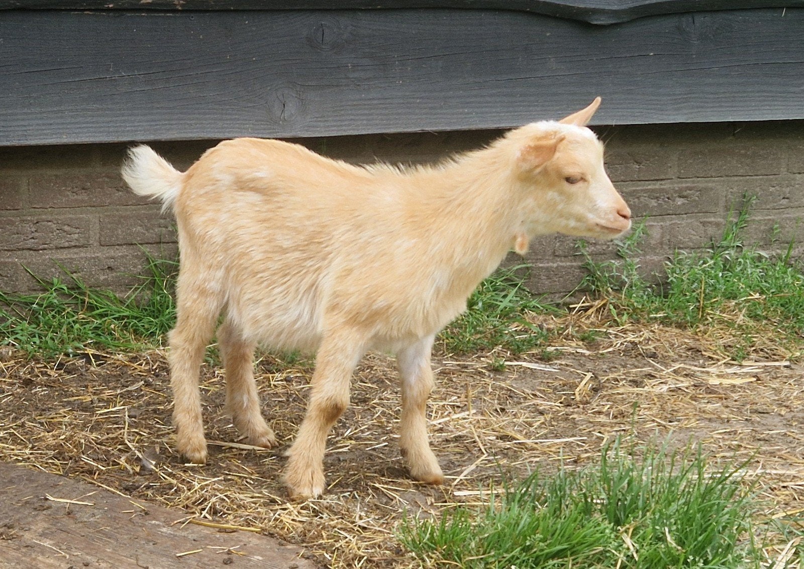 Camel hermelijn bokje, Dieren en Toebehoren, Schapen, Geiten en Varkens, Mannelijk, Geit