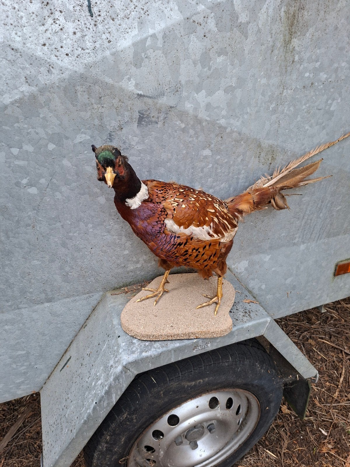 Opgezette fazant op plank, Verzenden, Vogel, Opgezet dier