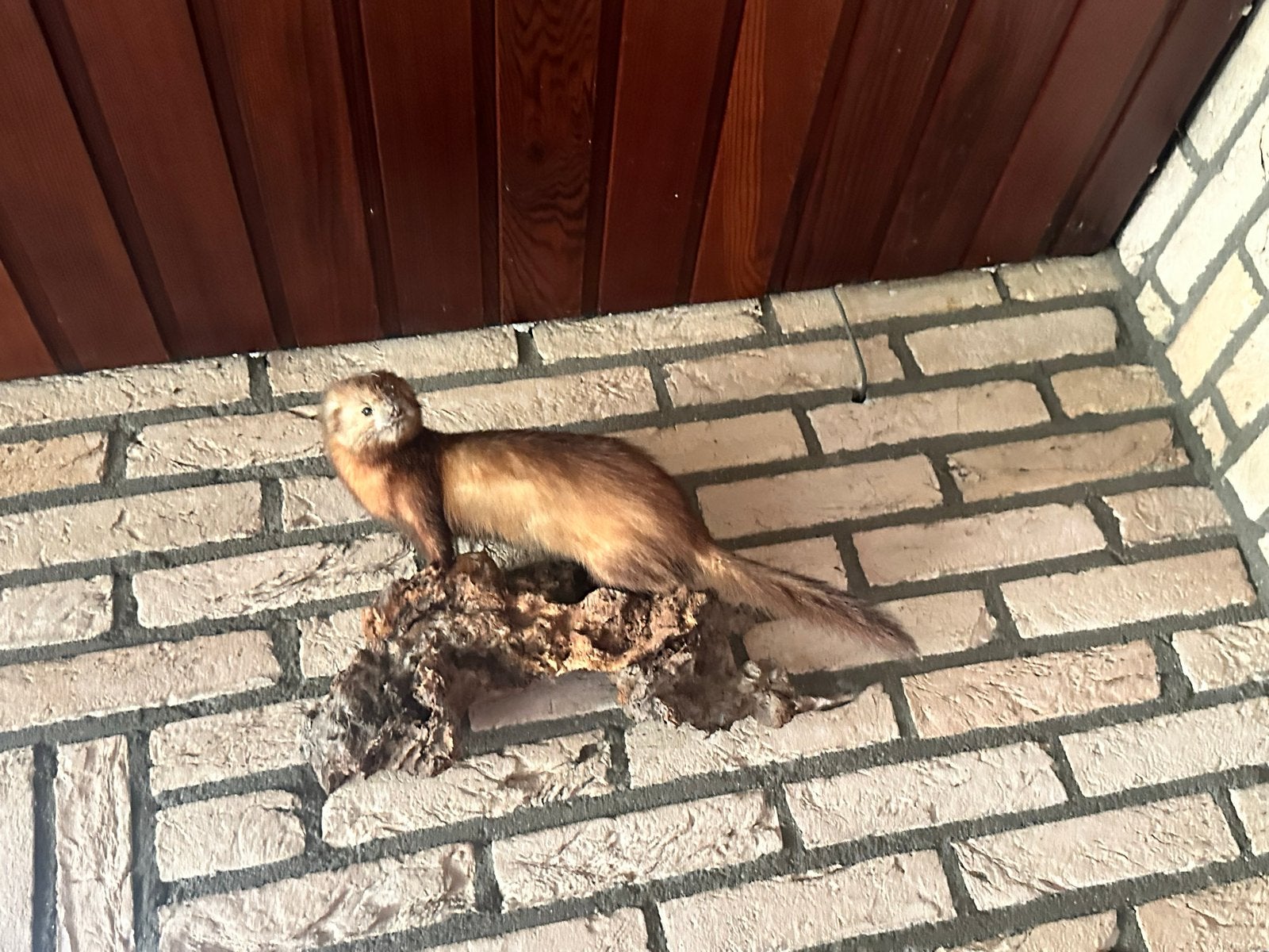 Taxidermie: Hermelijn op hout, Verzamelen, Ophalen, Gebruikt