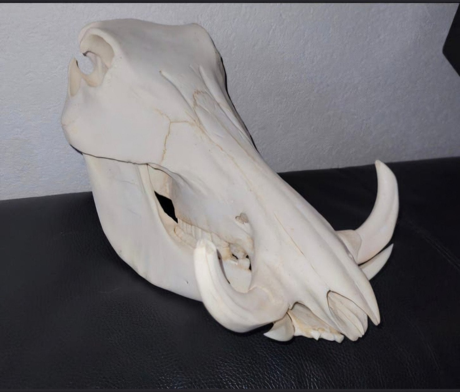 Schedel Afrikaans Wrattenzwijn - Warhog Skull - Taxidermie, Ophalen of Verzenden, Wild dier, Schedel