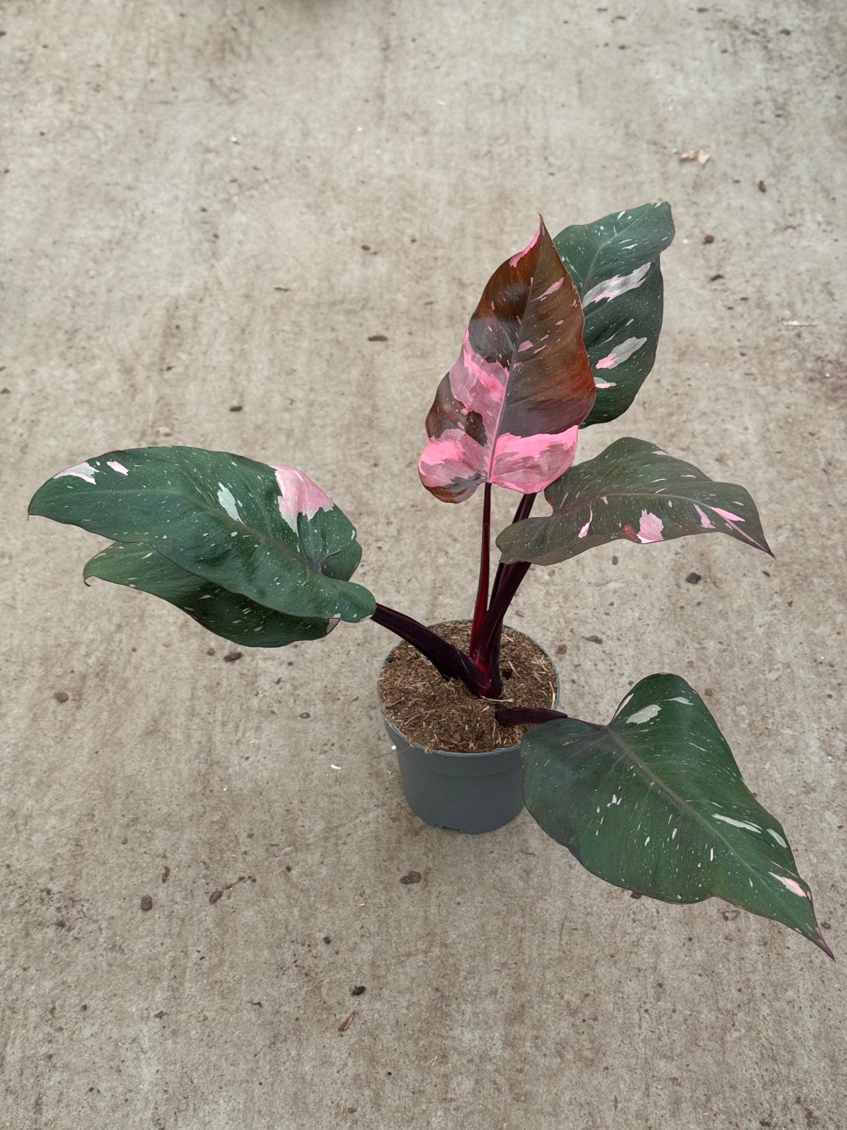 Philodendron Red Anderson Full Pink Variegata, Huis en Inrichting, Kamerplanten, Ophalen of Verzenden, Halfschaduw, Minder dan 100 cm