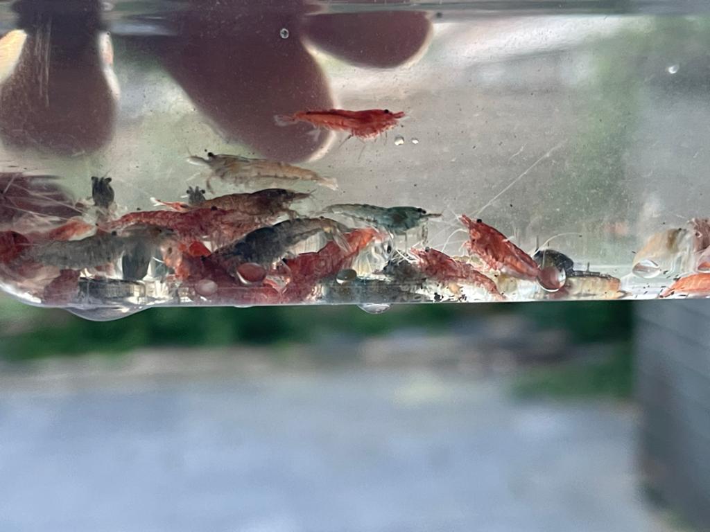 Red Cherry Garnalen te koop – Gezond and kleurrijk, Dieren en Toebehoren, Vissen | Aquariumvissen, Vis, Zoetwatervis, Schoolvis
