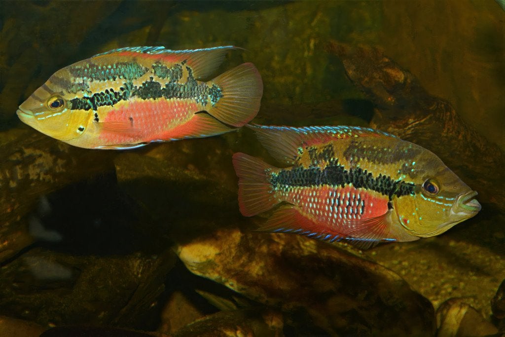 Trichromis salvini Midden Amerikaanse Cichliden, Dieren en Toebehoren, Vissen | Aquariumvissen, Vis