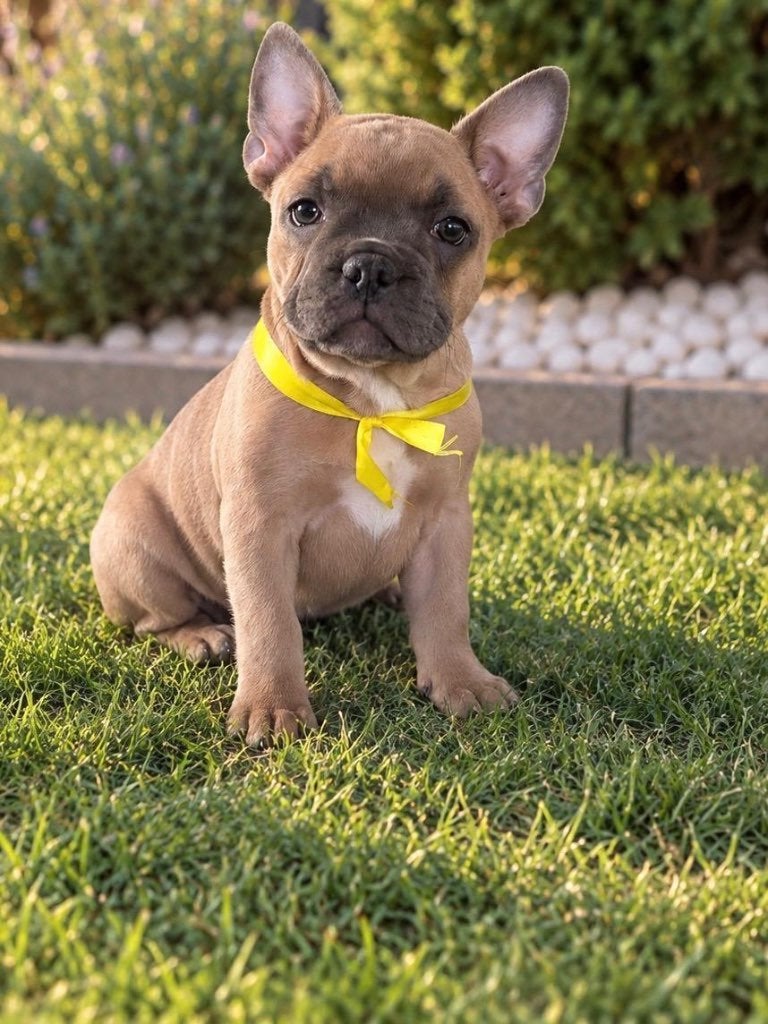 Franse Bulldog Puppy`s, Dieren en Toebehoren, 8 tot 15 weken, Bulldog, Meerdere, Meerdere dieren