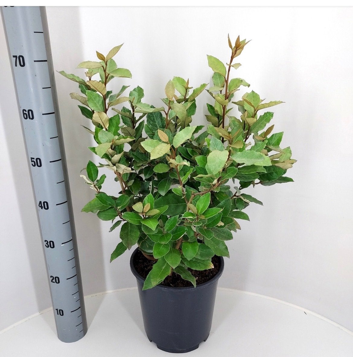 Elaeagnus Ebbingei Compacta - Groenblijvende Olijfwilg, Overige soorten, Volle zon, Vaste plant, Ophalen of Verzenden