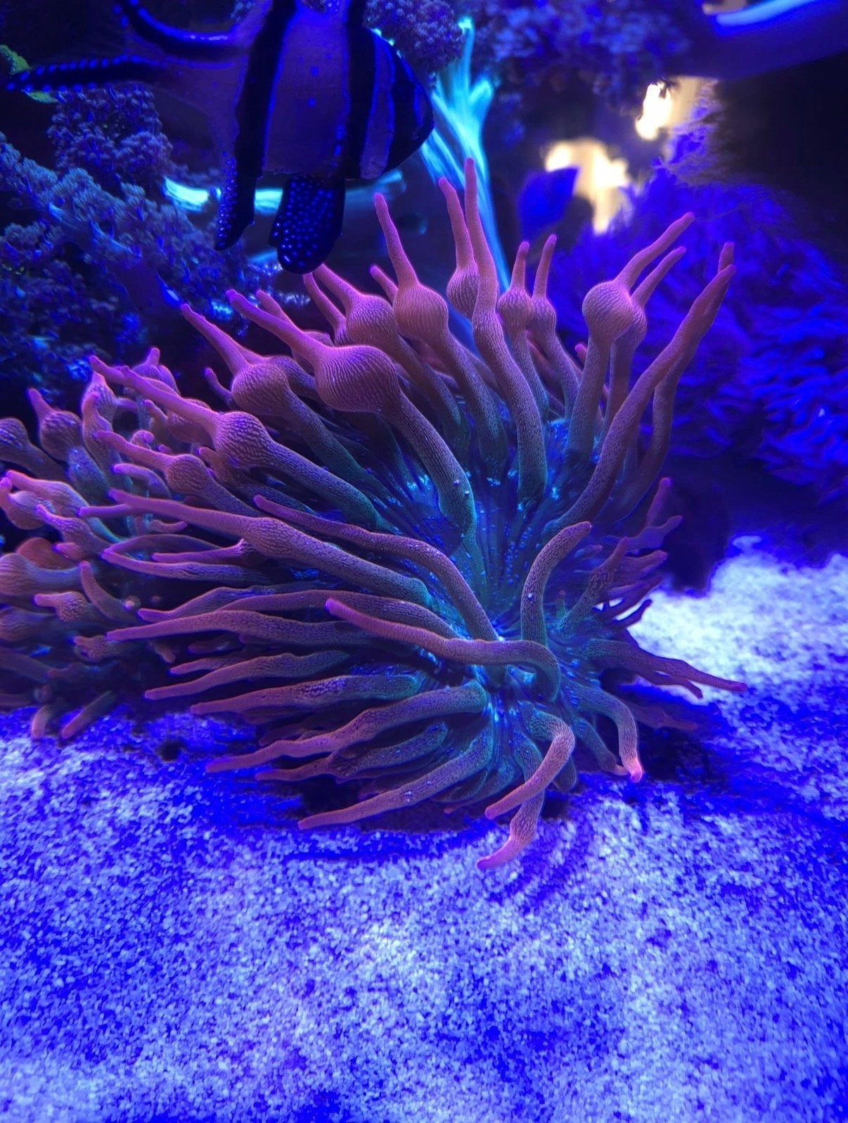 Entacmaea sunburst anemonen te koop, Dieren en Toebehoren, Ophalen, Zo goed als nieuw, Plant(en), Steen of Hout