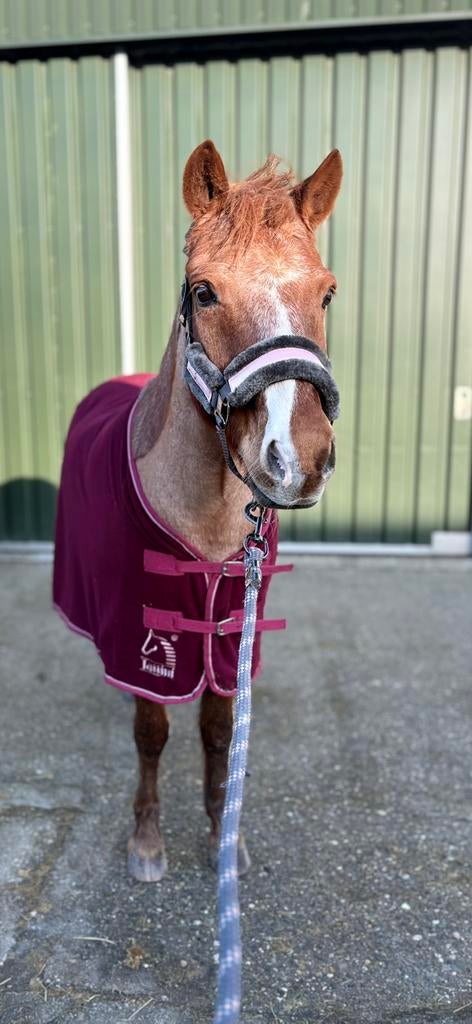 Pony pret met Moos, Ophalen of Verzenden