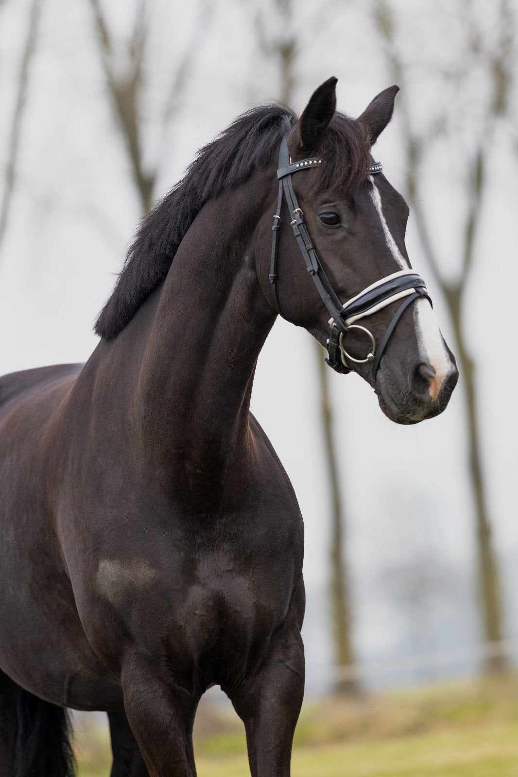 Tekoop recreatie/fokmerrie, Dieren en Toebehoren, Paarden, Merrie, Met stamboom, Dressuurpaard, L
