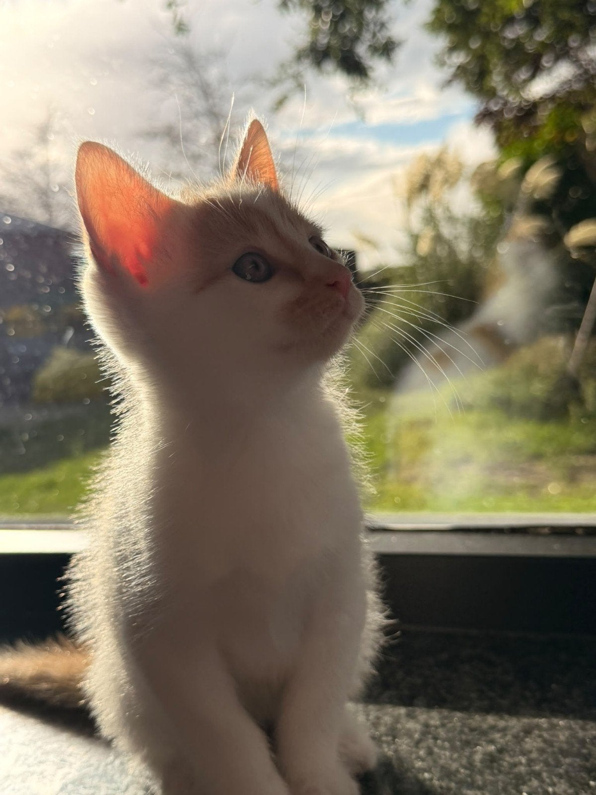 jonge poesjes 3 katertjes, Poes