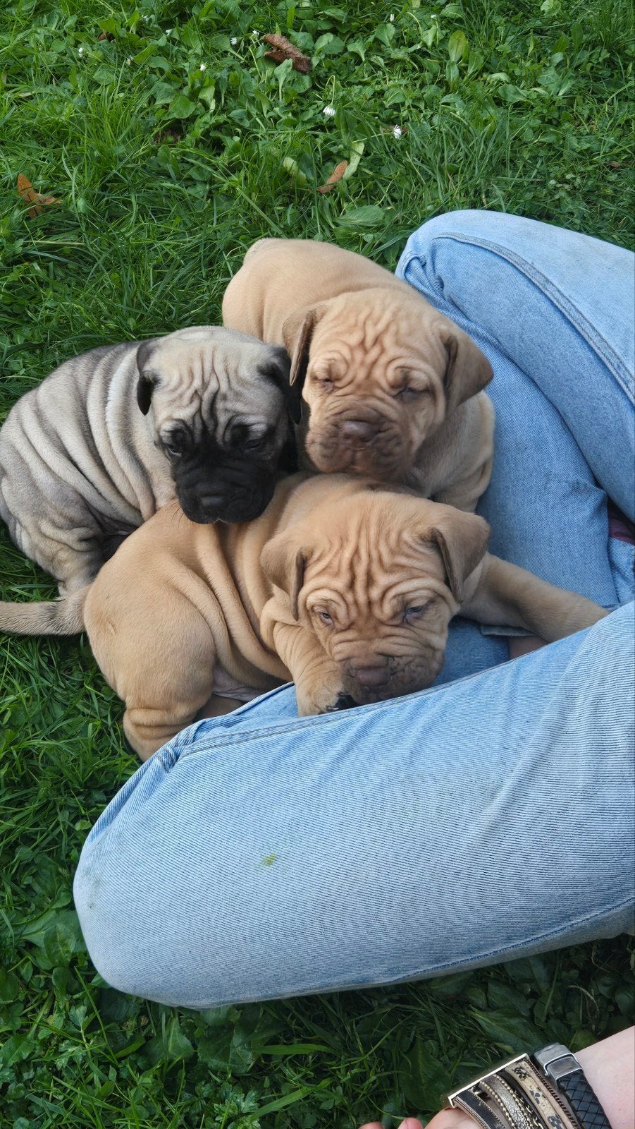 ysterberg mastiff Boerboel pups, Dieren en Toebehoren, België, Particulier, Overige rassen, 8 tot 15 weken