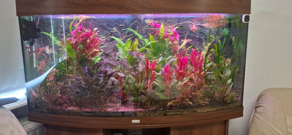 Mega XXL Pakket Aquariumplanten (Direct je aquarium vol), Dieren en Toebehoren, Vissen | Aquaria en Toebehoren, Ophalen of Verzenden