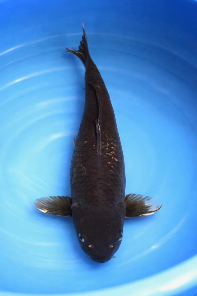 Kawarigoi 48_53 cm Sansai Aoki, Karper of Koi