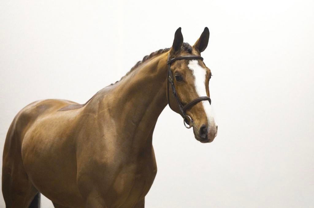 Prachtige 4 jarige talent, Dieren en Toebehoren, Paarden, Hengst, 160 tot 165 cm, Dressuurpaard, 3 tot 6 jaar