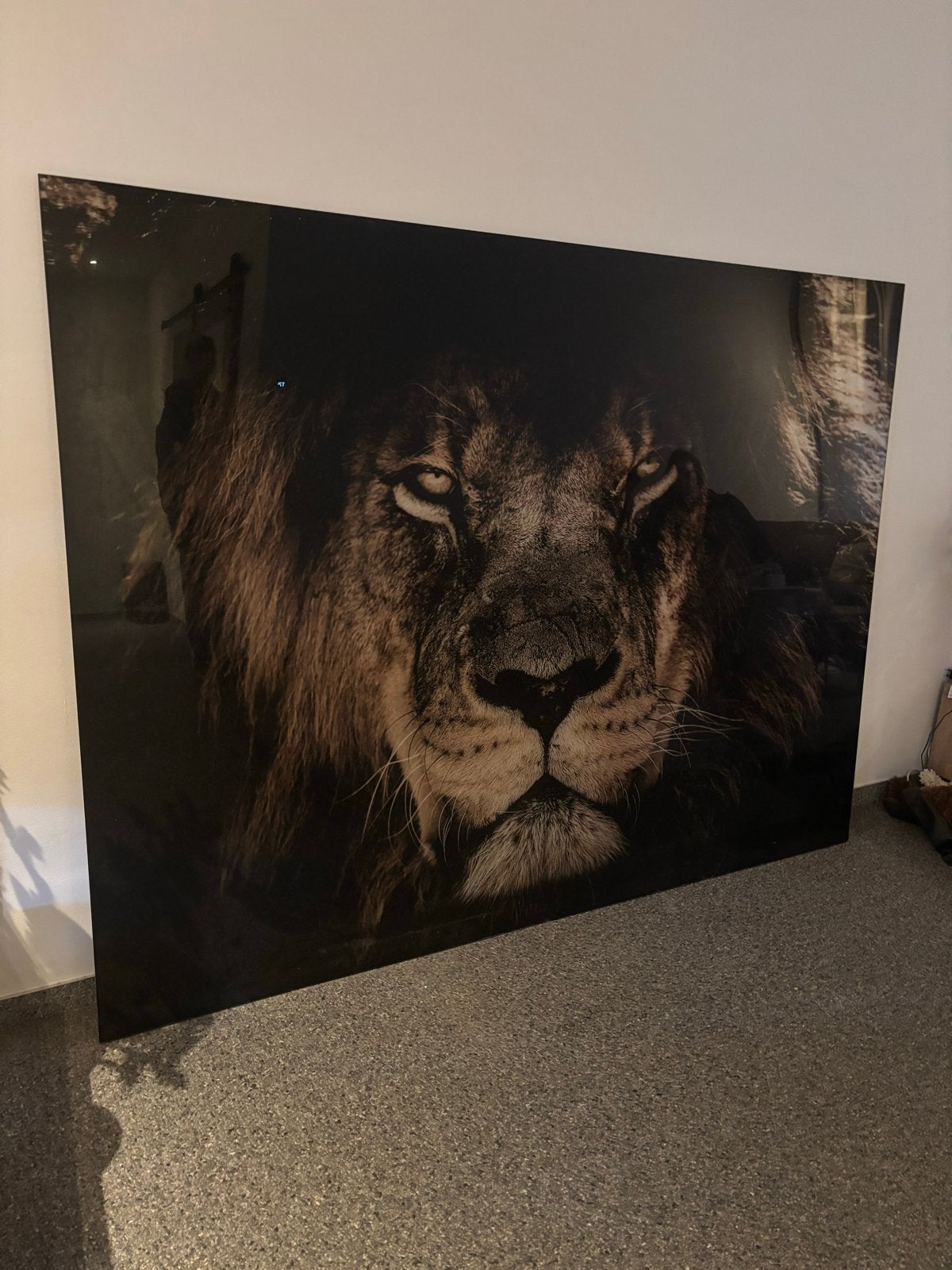 Plexiglas schilderij leeuw 200x150 cm, Ophalen, Kunststof, Dieren