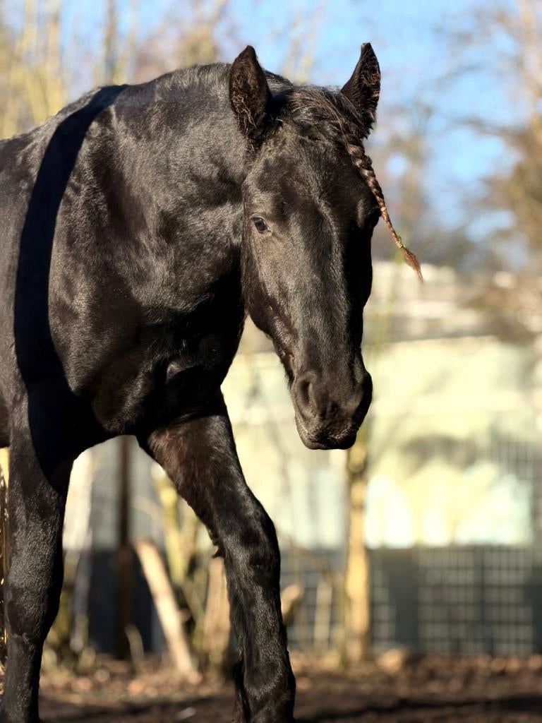 Hele lieve barokke fries, Dieren en Toebehoren, Paarden, Dressuurpaard, Hengst, 3 tot 6 jaar, Gechipt