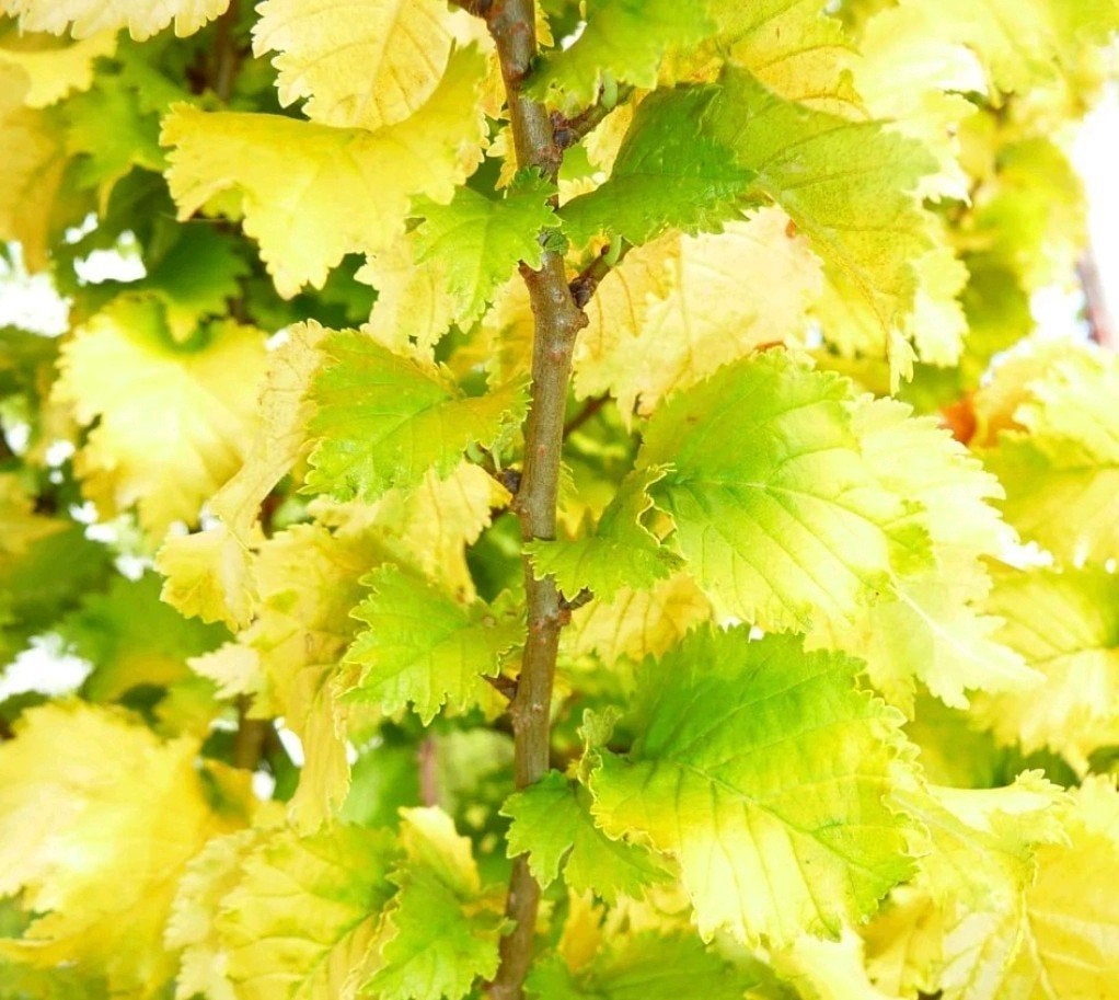 Ulmus x hollandica Wredei - Grote Goudiep hoogstam | OP = OP, Bloeit niet, Overige soorten, 400 cm of meer, Ophalen