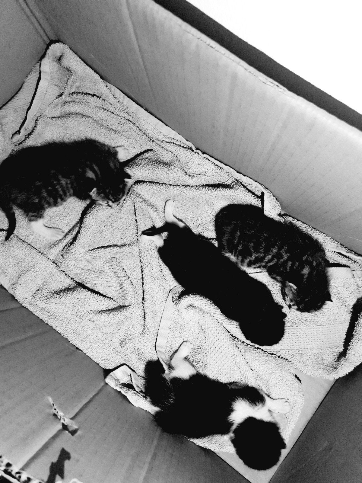 Kits voor liefhebbers geboren 7/7/20226
