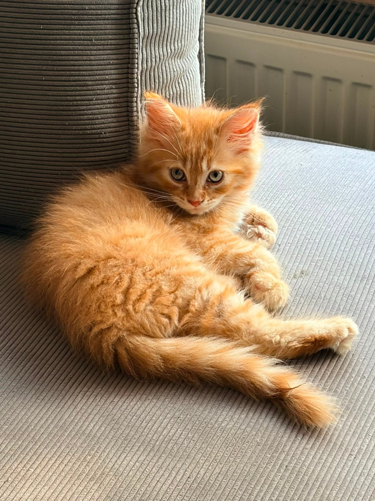 Kittens main coon x perz, Dieren en Toebehoren, Poes