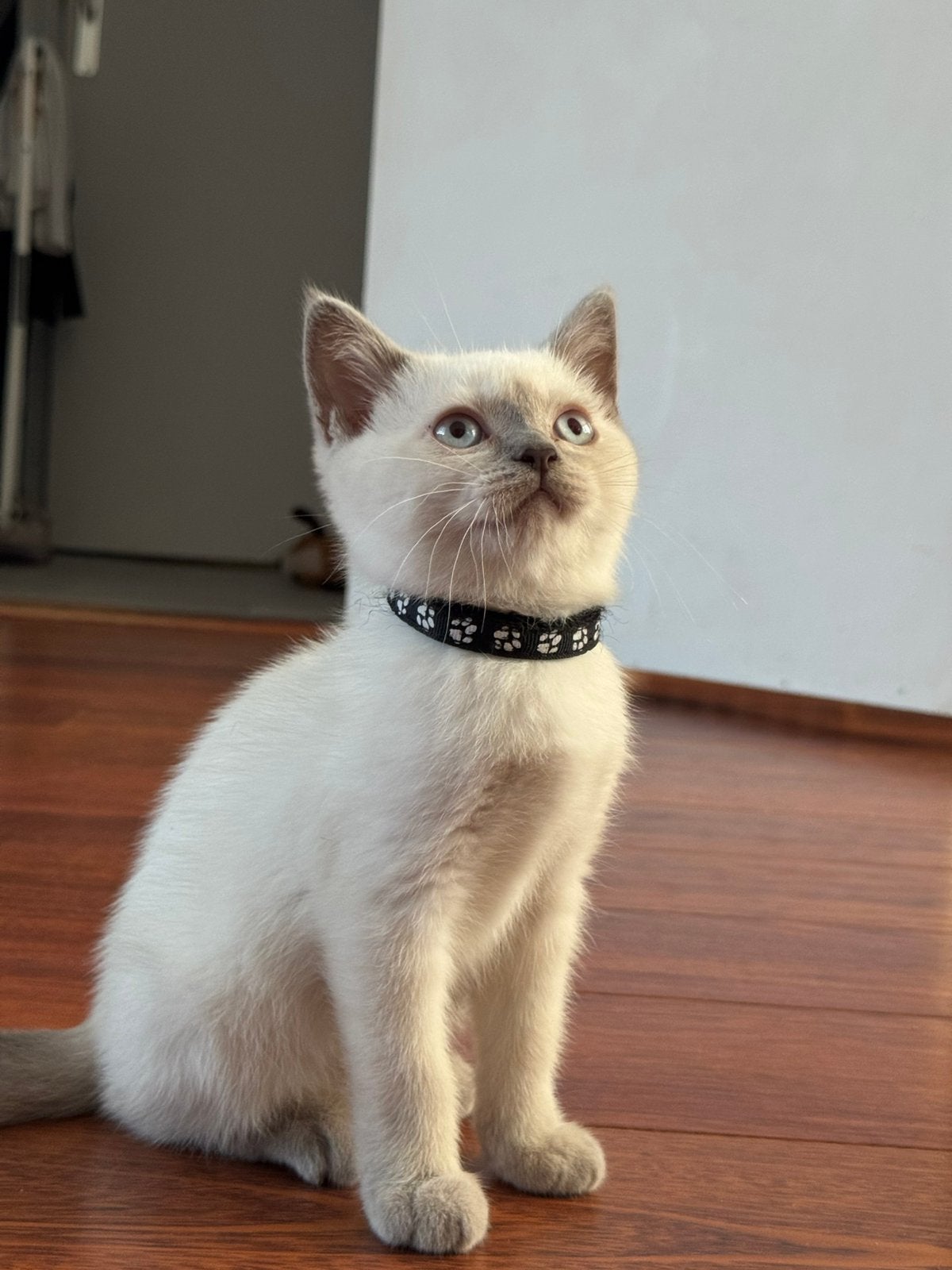 britse korthaar kittens blue point, Meerdere dieren, Ontwormd, 0 tot 2 jaar