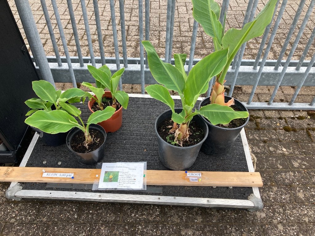 te koop bananenboom, Tuin en Terras, Volle zon, Vaste plant, Bloeit niet, Ophalen