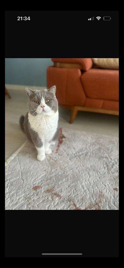 100% britse korthaar Dekkater