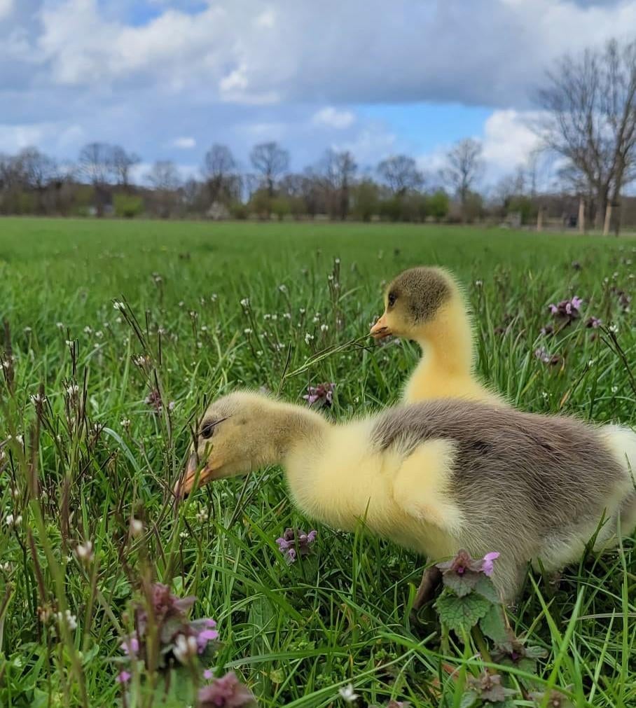 kuikens Twentse landgans, Dieren en Toebehoren, Geslacht onbekend, Gans of Zwaan
