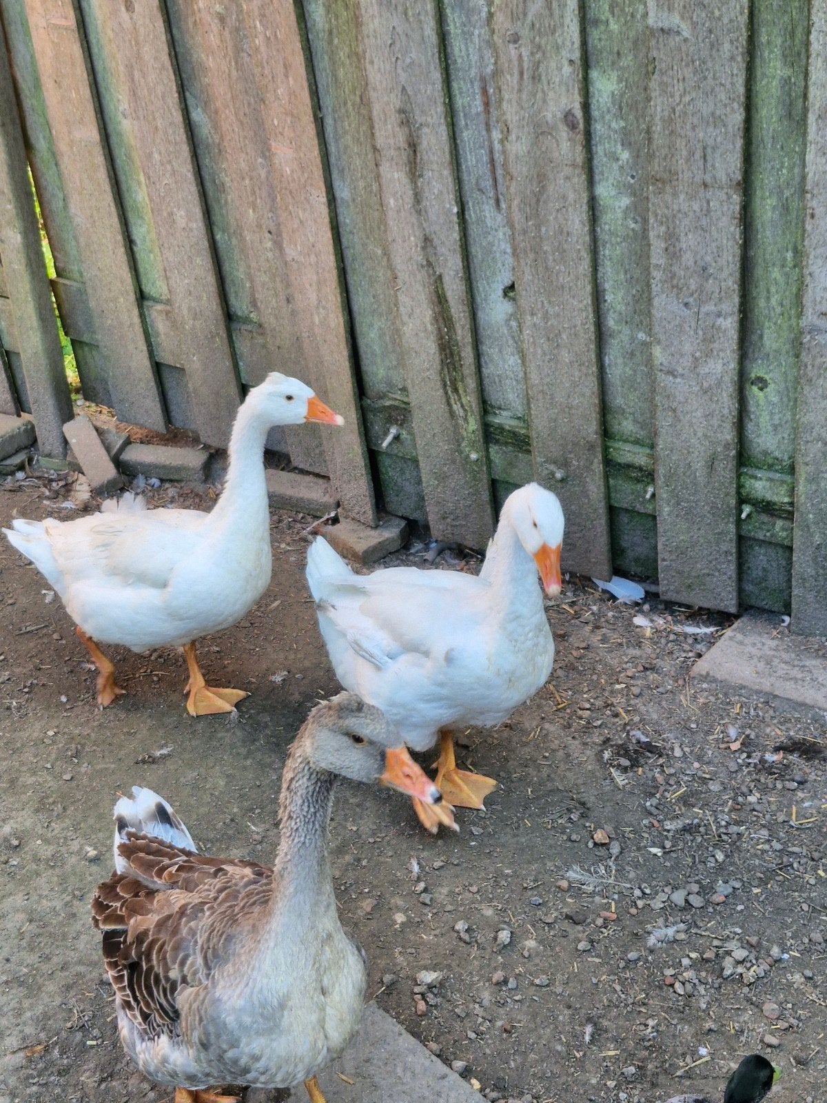 ganzen, Meerdere dieren, Gans of Zwaan