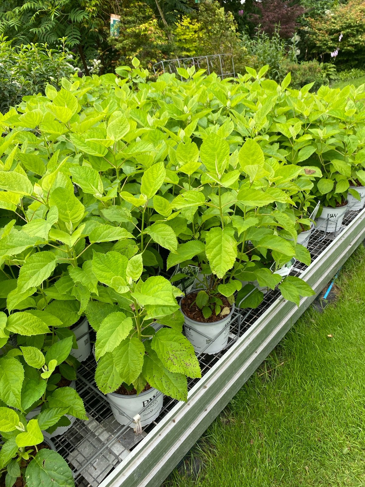 Strong Annabelle Hortensia - Grote Witte Bloemen, Vaste plant, Halfschaduw, Zomer, Ophalen