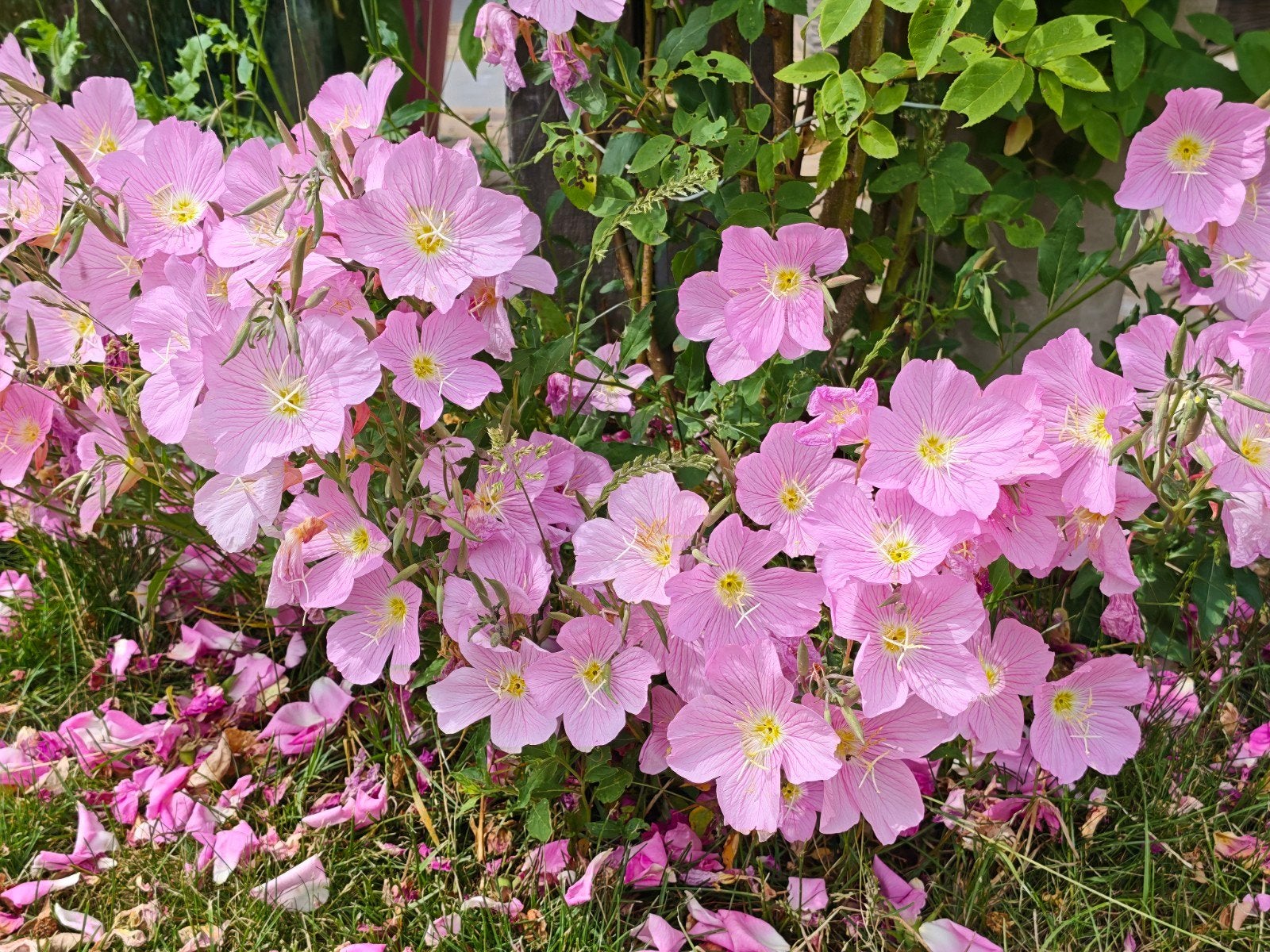 Oenothera Speciosa Siskiyou - Roze Teunisbloem, Tuin en Terras, Planten | Tuinplanten, Ophalen