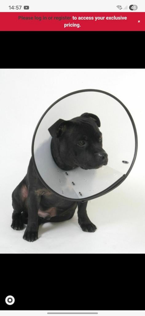 Hondenkraag 35-52 cm, Dieren en Toebehoren, Honden-accessoires, Ophalen, Zo goed als nieuw