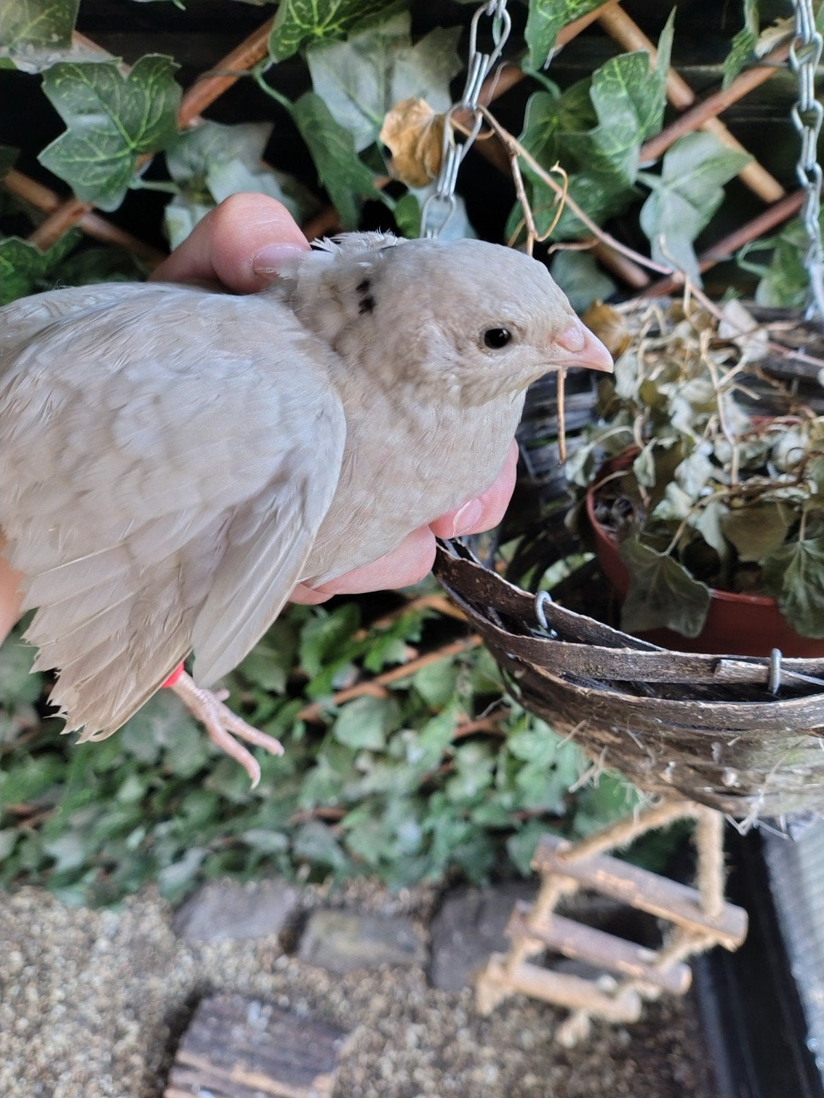 Japanse kwartel, Dieren en Toebehoren, Pluimvee, Geslacht onbekend, Overige soorten