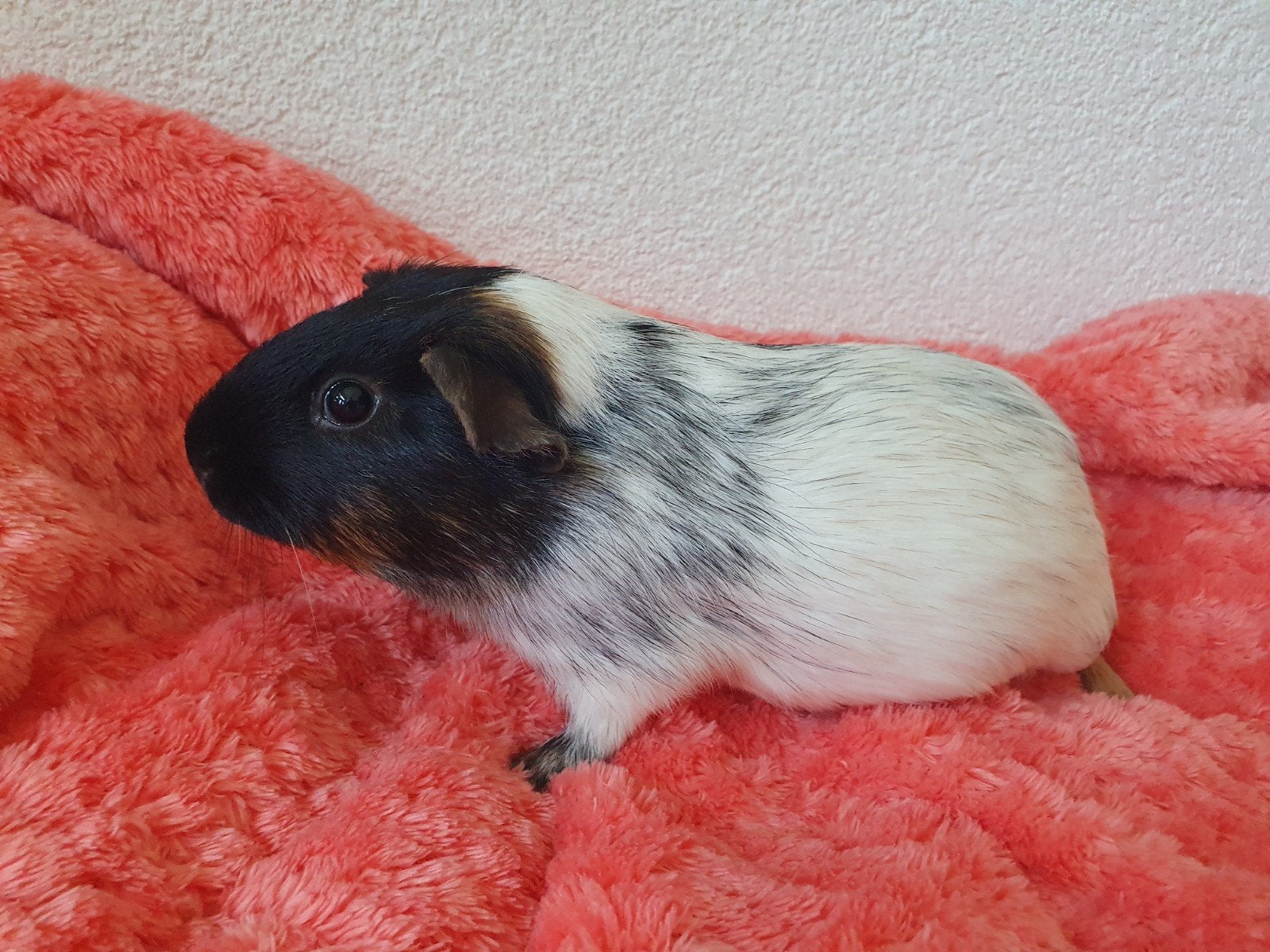 jonge cavia beertjes, Cavia, Juni, Mannelijk, Tam
