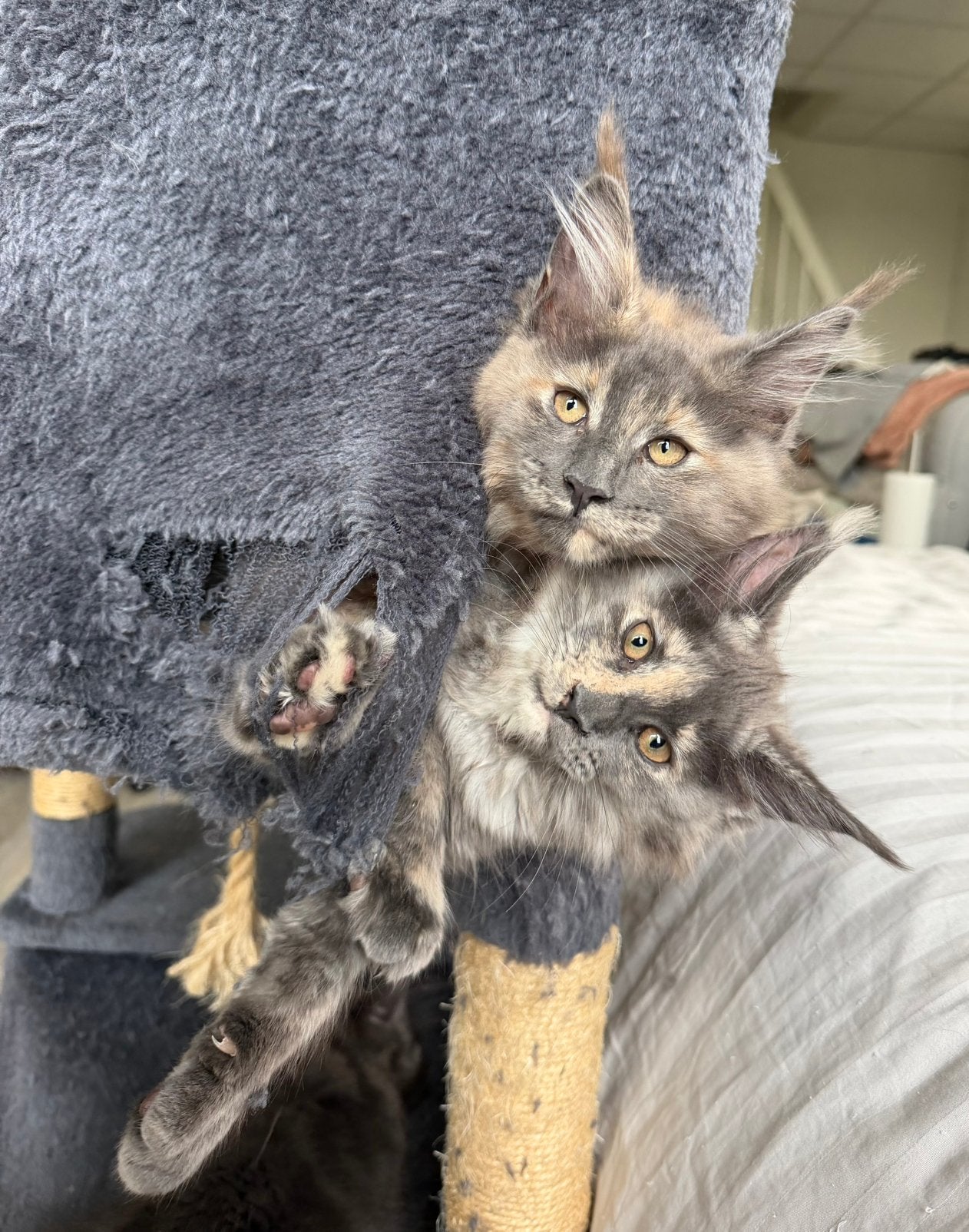 Maine Coon Kittens, Poes, Ontwormd, 0 tot 2 jaar